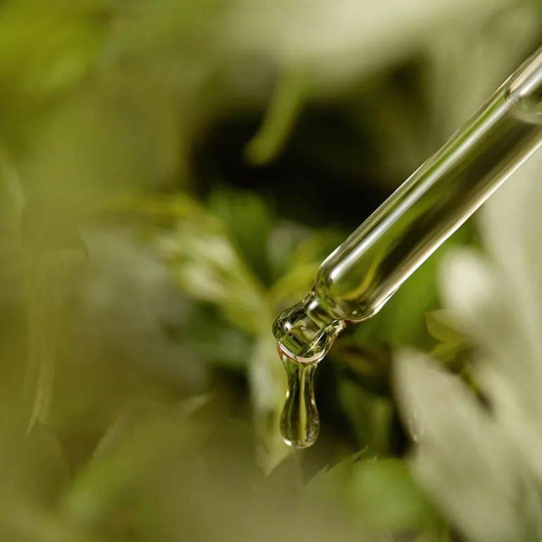 Mugwort Serum